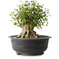 Acer buergerianum, 31 cm, ± 35 años, con un nebari de 17,5 cm