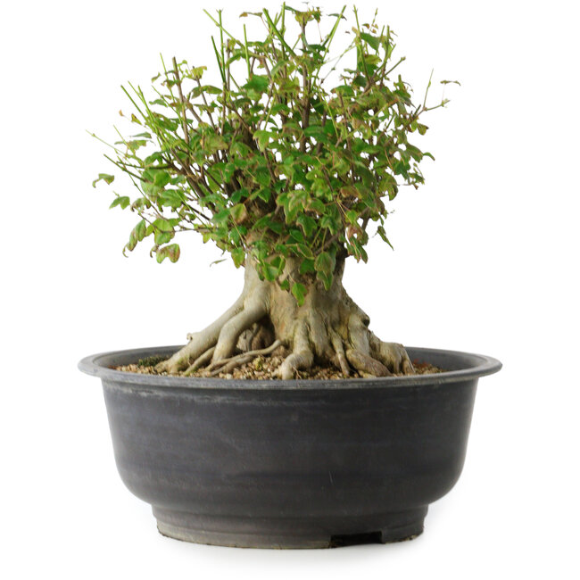 Acer buergerianum, 31 cm, ± 35 Jahre alt, mit einem Nebari von 17,5 cm