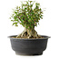 Acer buergerianum, 31 cm, ± 35 años, con un nebari de 17,5 cm