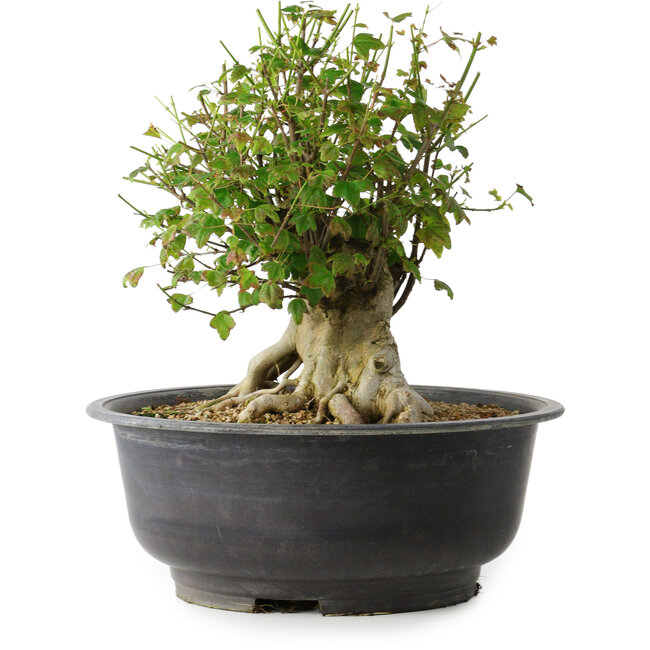 Acer buergerianum, 31 cm, ± 35 ans, avec un nebari de 17,5 cm