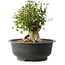 Acer buergerianum, 31 cm, ± 35 anni, con un nebari di 17,5 cm