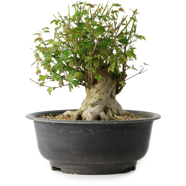 Acer buergerianum, 31 cm, ± 35 ans, avec un nebari de 17,5 cm