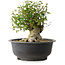 Acer buergerianum, 31 cm, ± 35 años, con un nebari de 17,5 cm