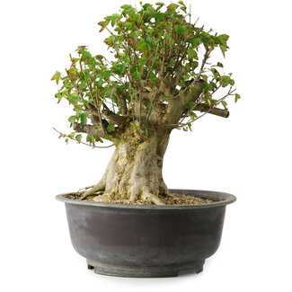 Acer buergerianum, 35 cm, ± 35 años