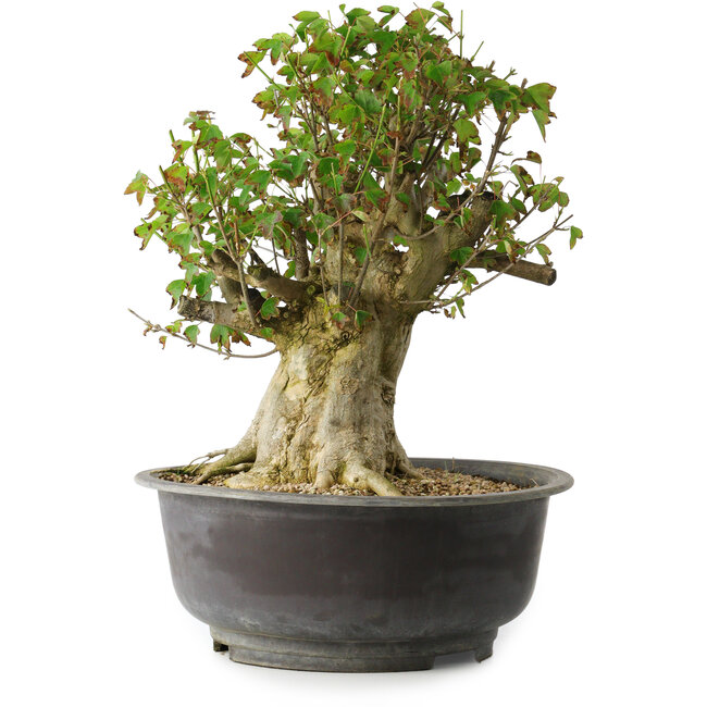 Acer buergerianum, 35 cm, ± 35 años, con un nebari de 22 cm