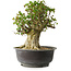 Acer buergerianum, 35 cm, ± 35 años, con un nebari de 22 cm