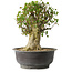 Acer buergerianum, 35 cm, ± 35 años, con un nebari de 22 cm