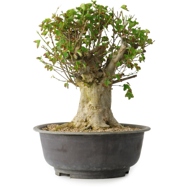 Acer buergerianum, 35 cm, ± 35 ans, avec un nebari de 22 cm