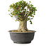Acer buergerianum, 35 cm, ± 35 años, con un nebari de 22 cm