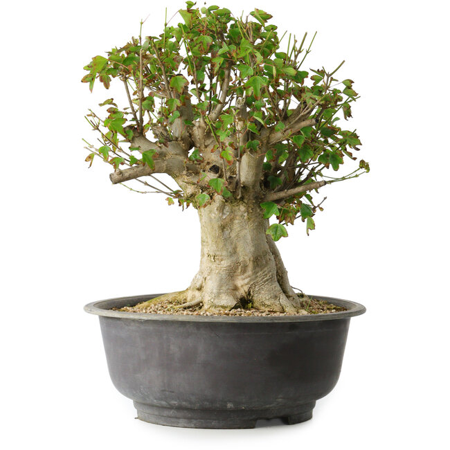 Acer buergerianum, 35 cm, ± 35 ans, avec un nebari de 22 cm