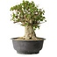 Acer buergerianum, 35 cm, ± 35 años, con un nebari de 22 cm