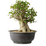 Acer buergerianum, 35 cm, ± 35 años, con un nebari de 22 cm