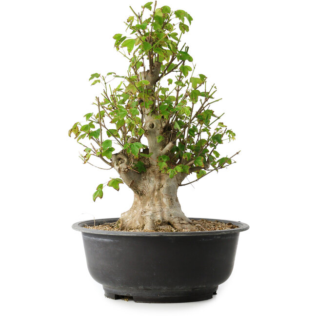 Acer buergerianum, 41,5 cm, ± 35 años, con un nebari de 16 cm