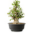 Acer buergerianum, 41,5 cm, ± 35 años, con un nebari de 16 cm