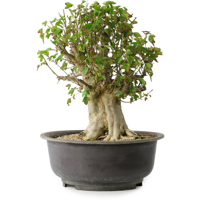 Acer buergerianum, 35 cm, ± 35 ans, avec un nebari de 22 cm