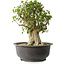 Acer buergerianum, 35 cm, ± 35 años, con un nebari de 22 cm