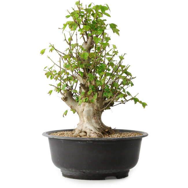 Acer buergerianum, 41,5 cm, ± 35 Jahre alt, mit einem Nebari von 16 cm