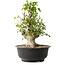 Acer buergerianum, 41,5 cm, ± 35 años, con un nebari de 16 cm