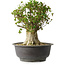 Acer buergerianum, 35 cm, ± 35 años, con un nebari de 22 cm