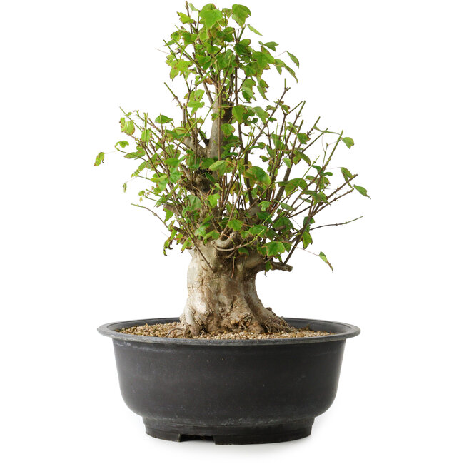 Acer buergerianum, 41,5 cm, ± 35 Jahre alt, mit einem Nebari von 16 cm