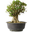Acer buergerianum, 35 cm, ± 35 años, con un nebari de 22 cm