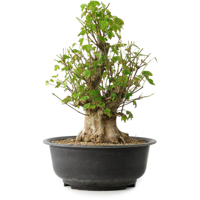 Acer buergerianum, 41,5 cm, ± 35 anni, con un nebari di 16 cm