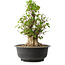 Acer buergerianum, 41,5 cm, ± 35 años, con un nebari de 16 cm