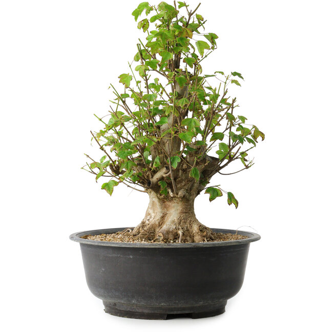 Acer buergerianum, 41,5 cm, ± 35 ans, avec un nebari de 16 cm