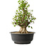 Acer buergerianum, 41,5 cm, ± 35 años, con un nebari de 16 cm