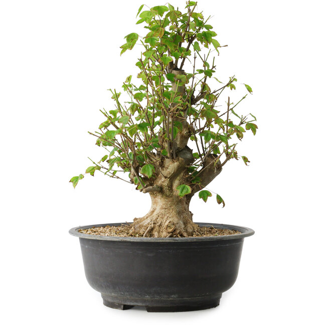 Acer buergerianum, 41,5 cm, ± 35 anni, con un nebari di 16 cm