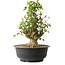 Acer buergerianum, 41,5 cm, ± 35 años, con un nebari de 16 cm