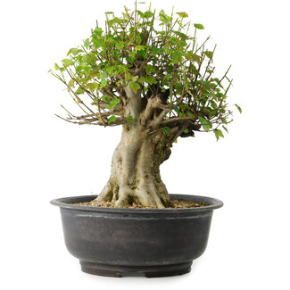 Acer buergerianum, 36 cm, ± 35 años
