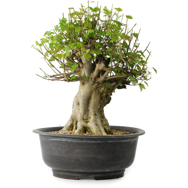 Acer buergerianum, 36 cm, ± 35 anni, con un nebari di 19 cm