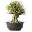 Acer buergerianum, 36 cm, ± 35 anni, con un nebari di 19 cm