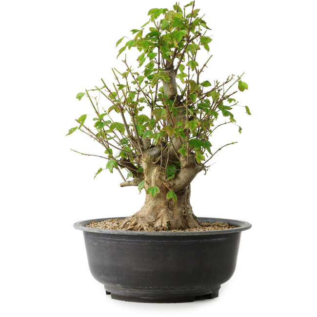 Acer buergerianum, 41,5 cm, ± 35 Jahre alt, mit einem Nebari von 16 cm
