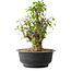 Acer buergerianum, 41,5 cm, ± 35 años, con un nebari de 16 cm