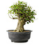 Acer buergerianum, 36 cm, ± 35 anni, con un nebari di 19 cm