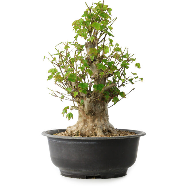 Acer buergerianum, 41,5 cm, ± 35 Jahre alt, mit einem Nebari von 16 cm