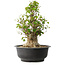 Acer buergerianum, 41,5 cm, ± 35 años, con un nebari de 16 cm