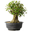 Acer buergerianum, 36 cm, ± 35 anni, con un nebari di 19 cm