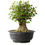 Acer buergerianum, 36 cm, ± 35 anni, con un nebari di 19 cm