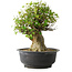 Acer buergerianum, 36 cm, ± 35 anni, con un nebari di 19 cm