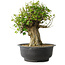 Acer buergerianum, 36 cm, ± 35 anni, con un nebari di 19 cm