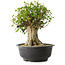 Acer buergerianum, 36 cm, ± 35 anni, con un nebari di 19 cm