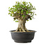 Acer buergerianum, 36 cm, ± 35 anni, con un nebari di 19 cm