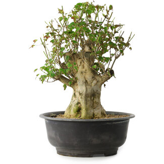 Acer buergerianum, 40 cm, ± 35 años