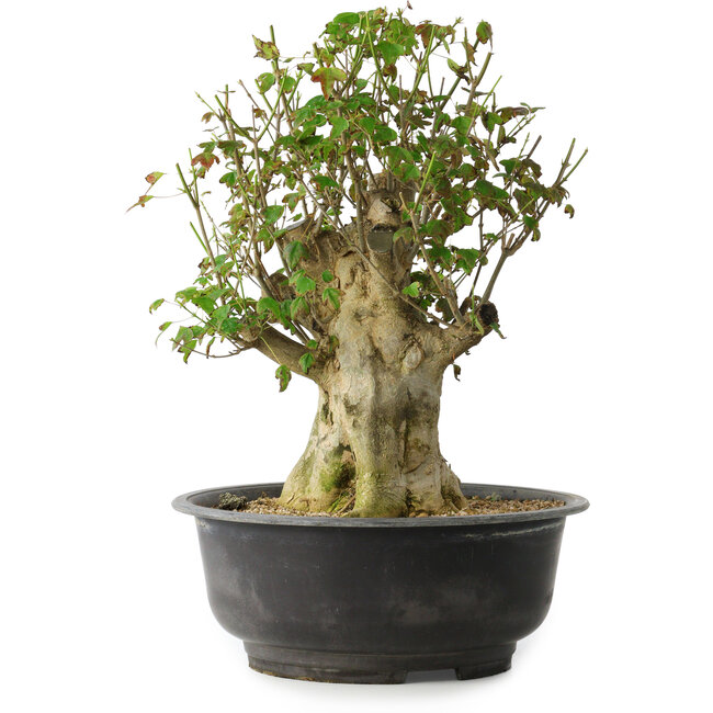 Acer buergerianum, 40 cm, ± 35 años, con un nebari de 18 cm