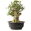 Acer buergerianum, 40 cm, ± 35 años, con un nebari de 18 cm