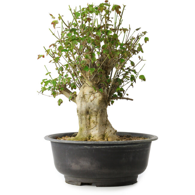 Acer buergerianum, 40 cm, ± 35 ans, avec un nebari de 18 cm