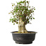 Acer buergerianum, 40 cm, ± 35 años, con un nebari de 18 cm